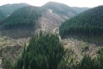 Лысые Карпаты: В Закарпатье СБУ разоблачила масштабное хищение лесов