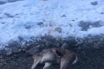 Труп бедолаги нашли у реки: В Закарпатье волки совершили кровавое нападение