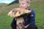В Закарпатье растут белые грибы размером с ребёнка 