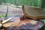 Леса нещадно уничтожают: Пост о массовой вырубке дубов недалеко от Ужгорода разместили в соцсети