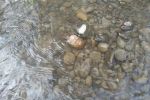 В Закарпатье местный житель, купаясь в реке, наткнулся на опасный "сюрприз"