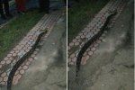 В Хусте на Закарпатье обнаружили огромную змею