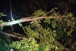 Возле Ужгорода четырехметровое дерево заблокировало трассу 