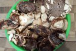 В Закарпатье начали собирать грибы, которые можно скушать только весной