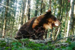 На украинско-румынской границе заметили медведя