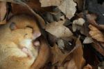 В Закарпатье женщина с сыном пошла за грибами, а встретила милейшее существо 