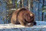 Свершилось!: В Закарпатье синевирские медвежата один за другим впадают в спячку 