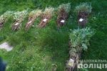 В Закарпатье две женщины вместо огурцов посадили нелегальное растение 