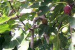 У жителя Мукачево фиговое дерево дает два урожая в год