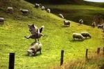 Тереблянская долина попала под отстрел "санитаров" леса - 30 овец за одну атаку!