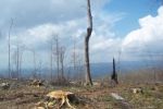 Экологи вернут лесным массивам Закарпатья прежний вид оазиса