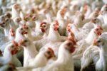 Продажа мяса птиц, а также яиц из ФРГ, в Словакии запрещена