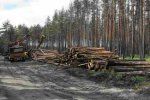 В 2010 году на ведение лесного хозяйства Закарпатья было потрачено более 157 млн