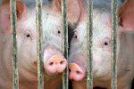 На украинских границах усиливают контроль за ввозом свинины из России