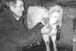 В Ужгородском районе коз кормят шоколадом и печеньем
