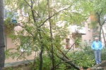 Сьогодні в Ужгороді на вул. Ф. Тихого впало дерево.