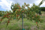 Виноградівські правоохоронці розкрили крадіжку персикових дерев.