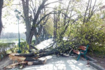 На Київській набережній впала велика гілка.