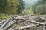 Прокуратура довела провину лісогосподарського підприємства Закарпаття.
