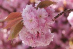 У Мукачеві цвіте сакура.