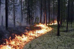 Під Ужгородом горять ліси.