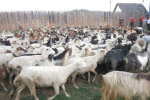 Вівчарі села Горінчово з півтисячним стадом овець вирушили на полонини.