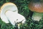 На дне рождения во Львове шесть человек отравились грибами
