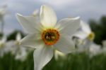 Пік цвітіння Долини нарцисів припав на 10-11 травня