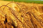 На Закарпатье ожидают урожай пшеницы 33 центнера с гектара