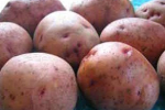 На Закарпатті картоплі зібрано з площі 36,1 тис.га