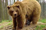 Карпатський ведмідь