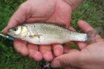 В Боржаве словили новый вид рыбы - плотва Паннонская