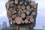 В ДП "Довжанське ЛМГ" на Закарпатті незаконно рубали ліс