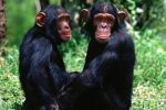 В Европе запретят медицинские опыты над шимпанзе, гориллами, орангутангами.