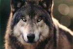 На Закарпатье увеличивается численность волков
