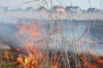 80 гектарів землі випалив вогонь