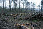На Закарпатье идет незаконная вырубка леса