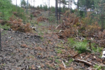 В Закарпатье экологи обнаружили нарушений на миллионы гривен