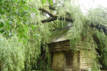 В Перечинском районе огромное дерево свалилось на дом