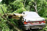 В Киеве ураган вырывал деревья с корнями и кидал их на автомобили и людей