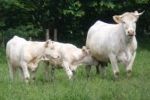 В Великой Копани рекордным количеством двойняшек могут похвастаться даже коровы
