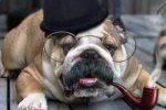 Ваших любимцев приглашают на выставку собак всех пород "Хуст-2011"