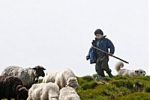 Маленький закарпатец следит в горах за овцами
