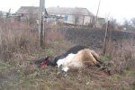 В селе Нелипино из-за непогоды погибла корова