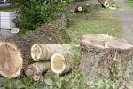 В Ужгороде вырубают деревья в зеленой зоне