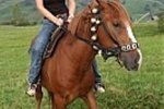 В Закарпатье возрождают породу гуцульских лошадей