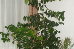 Подароване вчителькою з Ужгорода кавове деревце росте в кімнаті мешканки Івано-Франківська.