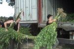 Кризис на Закарпатье заставляет народ выращивать и продавать наркотики
