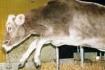 Корова, больная «коровьем бешенством»