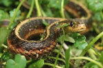 На Закарпатье летом активизируются змеи